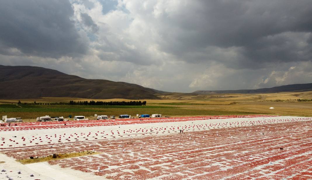 Süphan Dağı’nda yetişiyor 12 kilodan 1 kilo çıkıyor. Türkler 1 kilo bile alamıyor 4